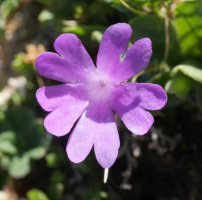 Primula integrifolia Budogia gaineko iparraldeko isurialdean