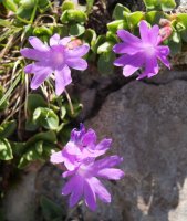 Primula integrifolia Budogia gaineko iparraldeko isurialdean