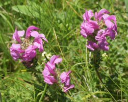 Pedicularis pyrenaica Hola de la Solana aldean