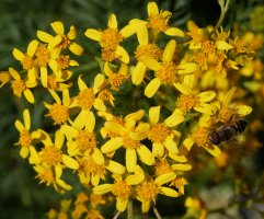 Senecio adonidifolius Linza aldean