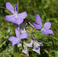 Viola cornuta Lapazarra eta Lazagorria arteko lepoaren inguruan
