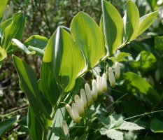 Polygonatum odoratum, ugari ikus daiteke Orbako erpin geodesikoaren inguruetan