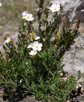 Halimium umbellatum, Orba mendian