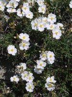 Halimium umbellatum Orba mendian