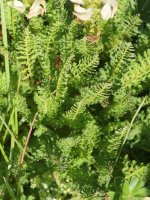 Pedicularis tuberosa Laparra aldean