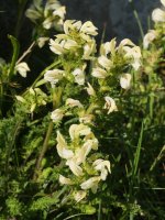 Pedicularis tuberosa Laparra aldean