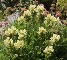 Pedicularis tuberosa Laparra aldean