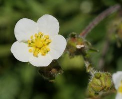 Potentilla rupestris Lapazarra gainean