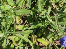 Veronica spicata Laparra mendiaren tontorraren inguruetan