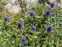Veronica spicata Lapazarra tontorraren inguruetan