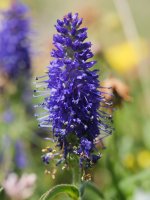 Veronica spicata Lapazarra tontorraren inguruetan