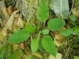 Hieracium murorum Lapazarrako iparraldeko basoan