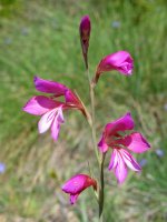 Gladiolus illyricus Antxoriz mendian