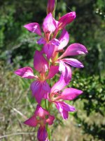 Gladiolus illyricus Antxoriz mendian
