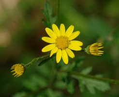 Senecio aquaticus erraticus Orgiko basoan