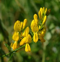 Genista tinctoria Orgiko basoan