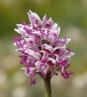 Orchis simia Taxoare mendian