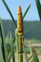 Typha latifolia Lizaso aldean