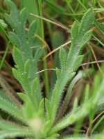 Plantago coronopus Perriain mendian