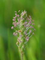 Plantago coronopus Perriain mendian