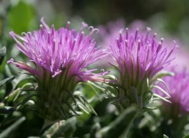 Jurinea humilis Perriain mendian