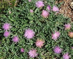 Jurinea humilis Perriain mendian