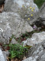 Mycelis muralis Aralarren