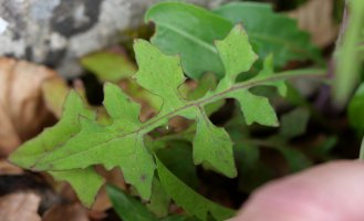 Mycelis muralis Aralarren