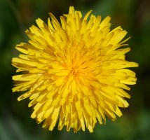 Reichardia picroides