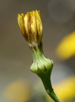 Reichardia picroides