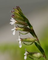 Silene gallica