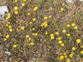 Leontodon taraxacoides taraxacoides Urbasa aldean