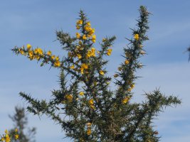 Ulex europaeus Arditurrin