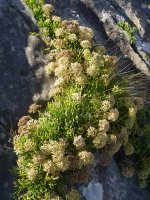 Crithmum maritimum Jaizkibelgo itsasertzean