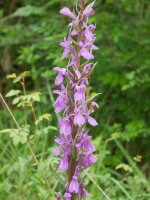 Dactylorhiza elata Musitu herritik gertu