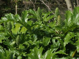 Acanthus mollis Zarautzen