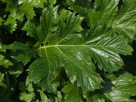 Acanthus mollis Zarautzen