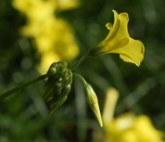 Oxalis pes-caprae Zarautz aldean