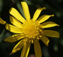 Senecio inaequidens Hendaiako hondartzaren inguruan