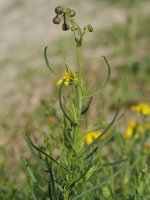 Bideak, arekak, etzeak eta lurra eraldatuta dagoen beste leku batzuk