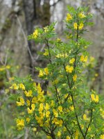 Hippocrepis emerus Irurtzun aldean