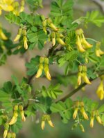 Hippocrepis emerus Irurtzun aldean
