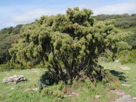 Juniperus oxycedrus Etxauri mendian
