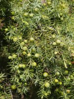 Juniperus oxycedrus Etxauri mendian
