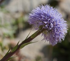 Globularia vulgaris, Etxauri mendian