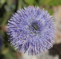 Globularia vulgaris, Etxauri mendian