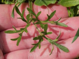 Ranunculus paludosus Etxauri mendian