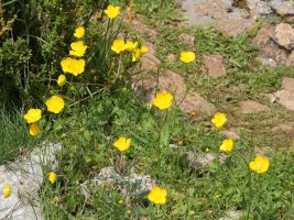 Ranunculus paludosus Etxauri mendian