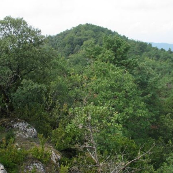 Ekialdeko gandorretik ikusita, tontorra basoaren mendean