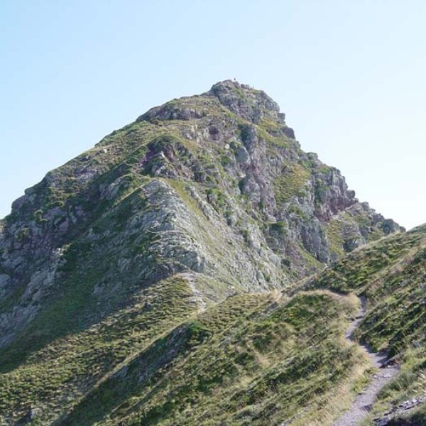 Moinesko gandorra tontorreraino